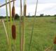 Typha domingensis