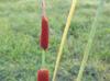 Typha domingensis