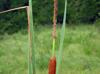 Typha domingensis