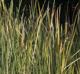 Typha domingensis