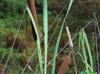 Typha domingensis