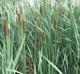 Typha latifolia