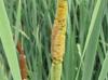 Typha latifolia