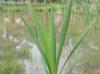 Typha latifolia