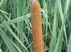 Typha latifolia