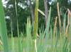 Typha latifolia