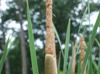 Typha latifolia