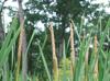 Typha latifolia