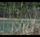 Typha latifolia