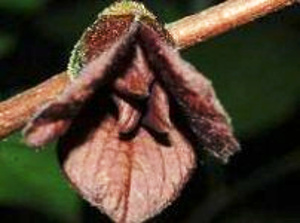 Magnoliids: pawpaw (Asimina triloba