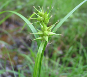 Monocot: Carex louisianica