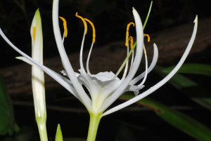 Monocot: hymenocallis liriosme