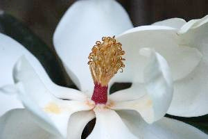 Magnoliids: Magnolia_grandiflora