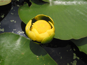 Nuphar Lutea: Yellow pondlilly