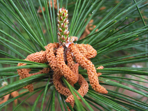 Conifer: Pinus taeda, loblolly pine