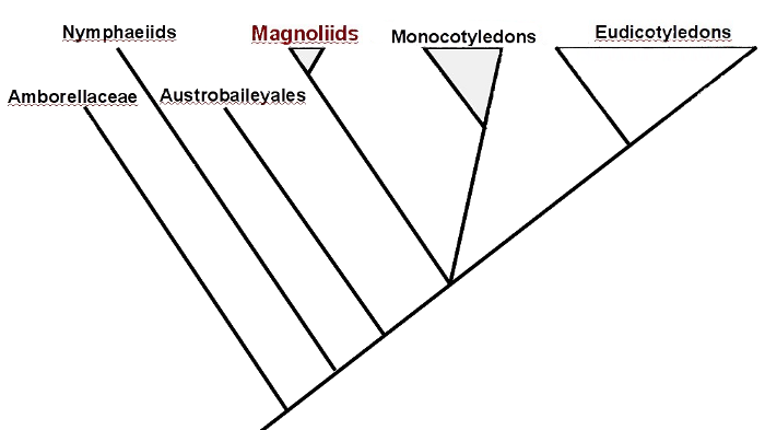 Phylogeney of Magnoliids