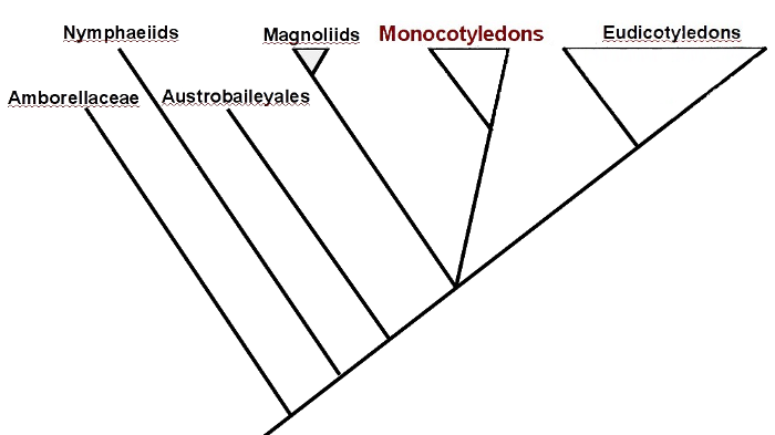 Phylogeney of Monocots