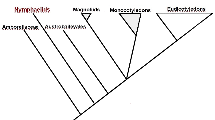 Phylogeney of Nymphaeids