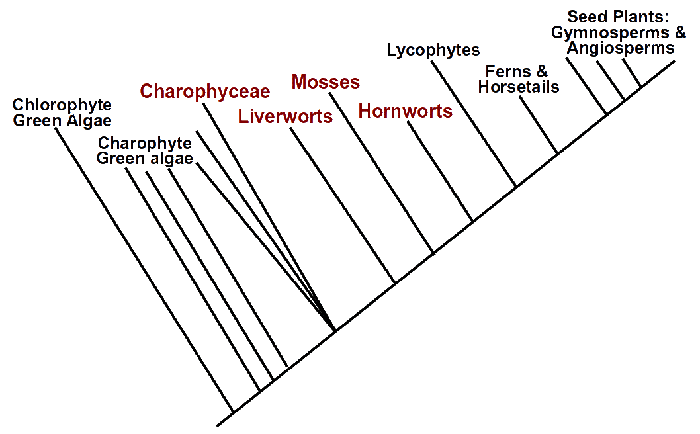 phylogeny of bryophytes