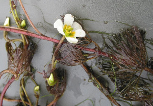 Cabomba caroliniana: fanwort