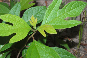 Magnoliids: Sassafras albidum