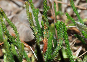 Selaginella corallina, and east Texas lycophyte found on dry sandy uplands.
