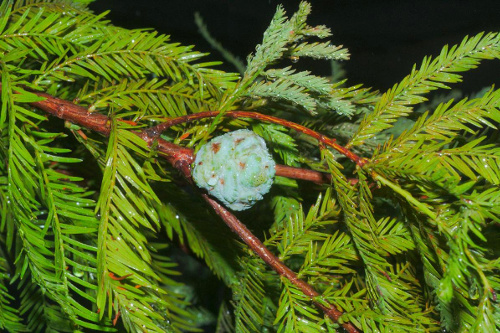 conifer-characteristics