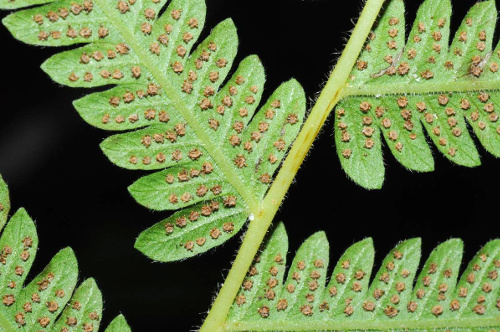 Thelypteris kunthii