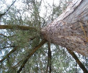 Conifer: Juniperus virginiana, eastern redcedar