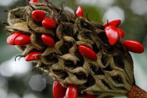 Magnolia grandiflora: fruit aggregate