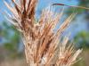 Andropogon glomeratus