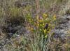 Andropogon virginicus-var-glaucus