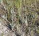 Andropogon virginicus-var-glaucus