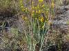 Andropogon virginicus-var-glaucus