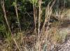 Andropogon virginicus-var-glaucus