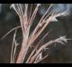 Andropogon virginicus