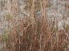 Andropogon virginicus