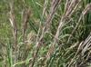 Andropogon virginicus