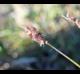 Cenchrus echinatus