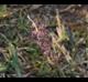 Cenchrus echinatus