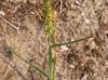 Cenchrus spinifex