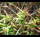 Dactyloctenium aegyptium