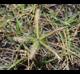 Dactyloctenium aegyptium