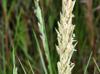 Distichlis spicata
