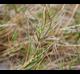 Distichlis spicata