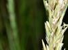 Distichlis spicata