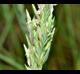 Distichlis spicata