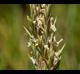 Distichlis spicata