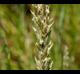 Distichlis spicata