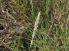 Distichlis spicata